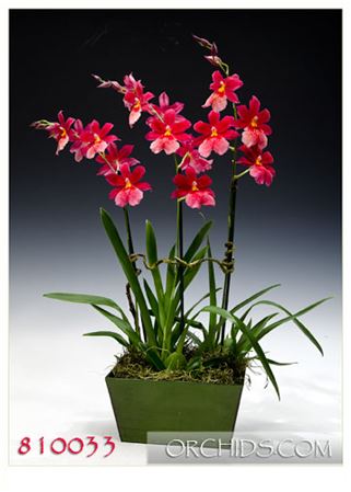Swiss Beauty Orchid Combo in Deco Container