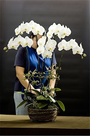 White Symphony Butterfly Orchid Combo