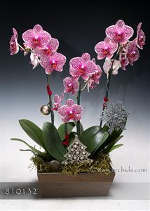 Premium Carnival Combo Butterfly Orchid in Deco Container