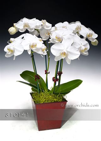 Mother of Pearl Phalaenopsis in Euro Cachepot (Online orders only!)