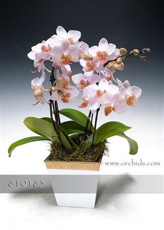 Striking Phalaenopsis Jewels in Deco Container (Online orders only!)