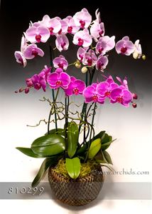 Pretty in Pink Phalaenopsis Combo