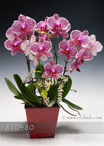 Orchid Sweet Heart in Deco Container