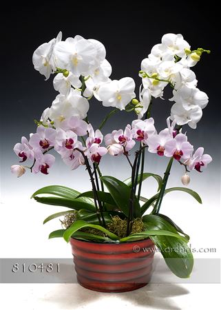 Orchid Festival Phalaenopsis in Deco Container