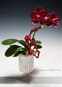 Red Jewel Butterfly in Deco Pot