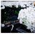 Large White Phalaenopsis:  10 cut Flower Spikes bearing 60-80 flowers total