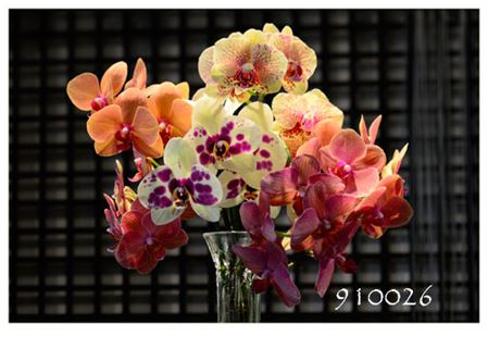 Cutting-Edge Phalaenopsis Mixed Bouquet- 12 Stems