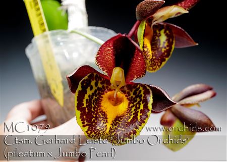 Ctsm. Gerhard Leiste &#39;Jumbo Orchids&#39;  (pileatum x Jumbo Pearl)