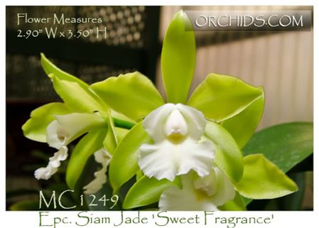 Epc. Siam Jade &#39;Sweet Fragrance&#39;  (C. Penny Kuroda x Epc. Vienna Woods )
