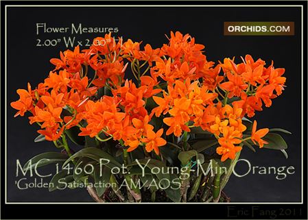 Pot. Young-Min Orange &#39;Golden Satisfaction&#39; AM/AOS (Pot. Viola Nugget x Lc. Trick or Treat)