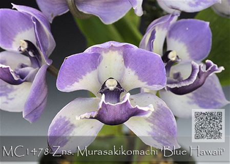 Zns. Murasaki Komachi &#39;Blue Hawaii&#39;  (Zygonisia Roquebrune &#39;JEM&#39; HCC/AOS x Aganisia cyanea &#39;Blue Hawaii &#39;)