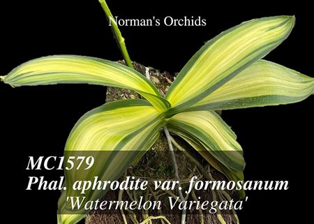 Phal. amabilis var. forsanum &#39;&#39;Watermelon Variegata&#39;  
