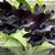 Monn. Millennium Magic 'Witchcraft' AM/AOS, Black Orchids, Black Orchid Flower