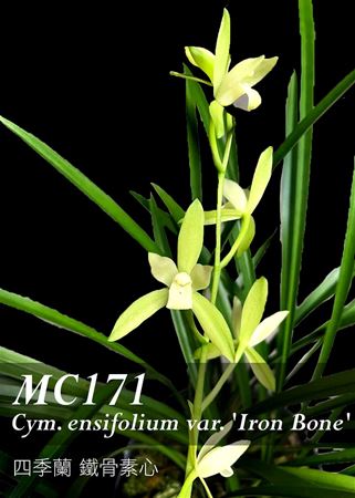 Cym.ensifolium var. &#39;Iron Bone&#39;  ( x )