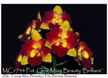 Pot. Qing Ming Beauty &#39;Brilliant&#39;  (Blc. Tzeng-Wen Beauty x Pot. Burana Beauty)