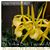Bl. Yellow Bird 'Tigertail' AM/AOS (B. nodosa x Bl. Richard Mueller 4N)