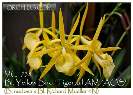 Bl. Yellow Bird &#39;Tigertail&#39; AM/AOS (B. nodosa x Bl. Richard Mueller 4N)