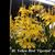 Bl. Yellow Bird 'Tigertail' AM/AOS (B. nodosa x Bl. Richard Mueller 4N)