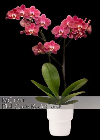 Phalaenopsis  Cadiz Rock &#39;Coral&#39;  (P. Golden Buddha x P. Flor de Mato)
