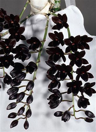 Fdk. After Dark &#39;SVO Black Pearl&#39; FCC/AOS , CCE/AOS