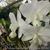 C. Dolosa fma. alba 'Precious White' BM/JOGA (loddigesii ' alba ' x walkeriana ' alba')