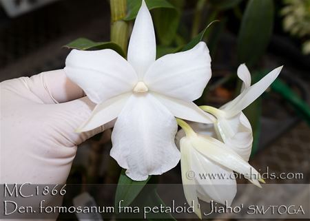 Den. formosanum fma petaloid &#39; Jiaho&#39; SM/TOGA