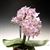 Phal. Pinlong Cheris 'Sakura'  (Rothschildiana x Timothy Christopher)