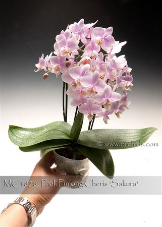 Phal. Pinlong Cheris &#39;Sakura&#39;  (Rothschildiana x Timothy Christopher)