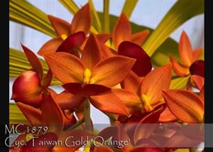 Cyc. Taiwan Gold &#39;Orange&#39; (Cyc. chlorchilon x Morm. badia)