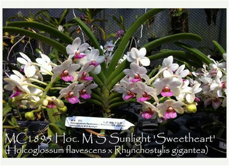 Hoc. M S Sunlight &#39;Sweetheart&#39; 4N (Holcoglossum flavescens x Rhynchostylis gigantea)