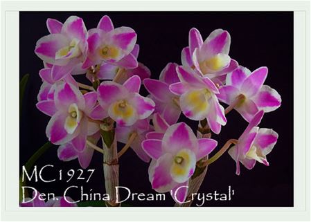 Den. China Dream &#39;Crystal&#39; Japan Patent ( x )