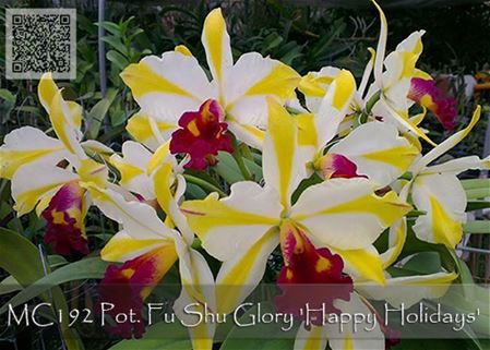 Pot. Fu Shu Glory &#39;Happy Holidays&#39; (Pot. Varut Feastful x Slc. Kauai Starbright)