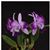 C. Cariad's Mini-Quinee 'Angel Kiss'  (Mini Purple x intermedia)