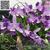 C. Cariad's Mini-Quinee 'Angel Kiss'  (Mini Purple x intermedia)