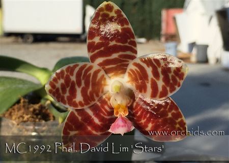 Phal. David Lim &#39;Stars&#39; AM/AOS  (P. gigantea x P. amboinensis)