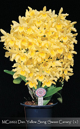 Den. Yellow Song &#39;Sweet Canary&#39;  ( x )