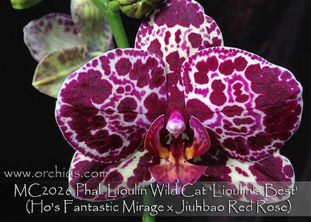 Phal. Lioulin Wild Cat &#39;Lioulin&#39;s Best&#39;  (Ho&#39;s Fantastic Mirage x Jiuhbao Red Rose)