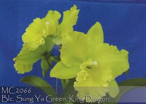 Blc. Sung Ya Green &#39;King Dragon&#39;  (Blc. Ports of paradise &#39; Emerald&#39; FCC/AOS x Meadow Morn)
