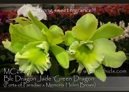 Blc. Dragon Jade &#39;Green Dragon&#39;  (Ports of Paradise x Memoria Helen Brown)