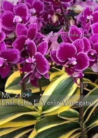 Phal. Chia E Yenlin &#39;Variegata&#39;  (Sogo Yenlin &#39;Coffee&#39; CCM/AOS x Formosa Cranberry)