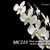 Phalaenopsis amabilis  fma Irian Java '24 H Fragrance ' 