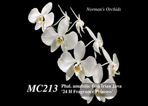 Phalaenopsis amabilis  fma Irian Java &#39;24 H Fragrance &#39; 