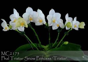Phal. Tristar Snow Princess &#39; Tristar &#39; AM/AOS (Yungho Princess Gelb x Timothy) 
