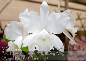 C. Hawaiian Wedding Song &#39; Virgin&#39; AM/AOS
