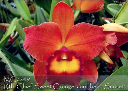 Rth. Chief Sweet Orange &#39;Caribbean Sunset &#39; 