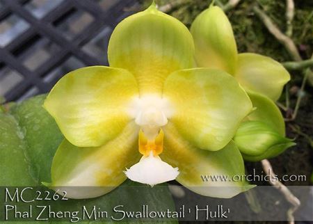 Phal Zheng Min Swallowtail &#39; Hulk&#39; 