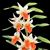 Dendrobium Jiaho   Delight 'Lemon Orange' (Hsinying Frostymaree ' Orange' SM/TOGA x tobaense var giganteum)