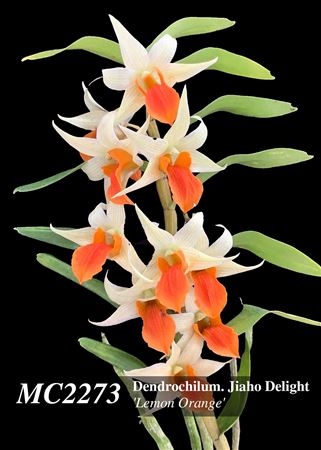 Dendrobium Jiaho   Delight &#39;Lemon Orange&#39; (Hsinying Frostymaree &#39; Orange&#39; SM/TOGA x tobaense var giganteum)
