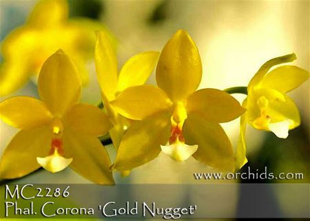 Phal. Corona &#39;Gold Nugget&#39;  (cornu-cervi fma alba x amboinensis fma flava) 