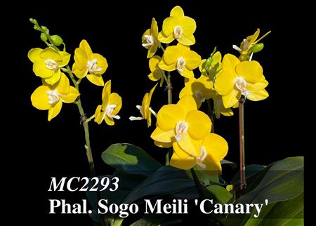 Phal. Sogo Meili &#39;Canary&#39;  (Sogo Pride x Sogo Circus) 